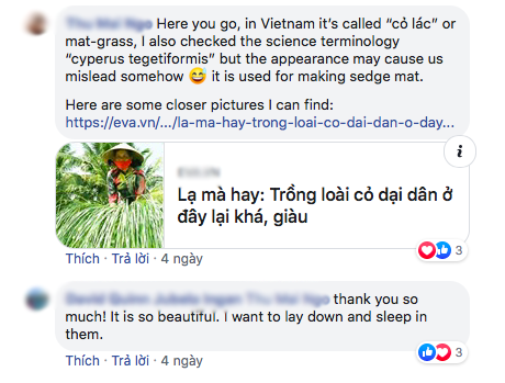 Bộ ảnh đồng cỏ Việt Nam “lượn sóng” đang gây bão mạng quốc tế, nhưng cả ngàn người nước ngoài lại bị nhầm lẫn ở một điểm này - Ảnh 2.