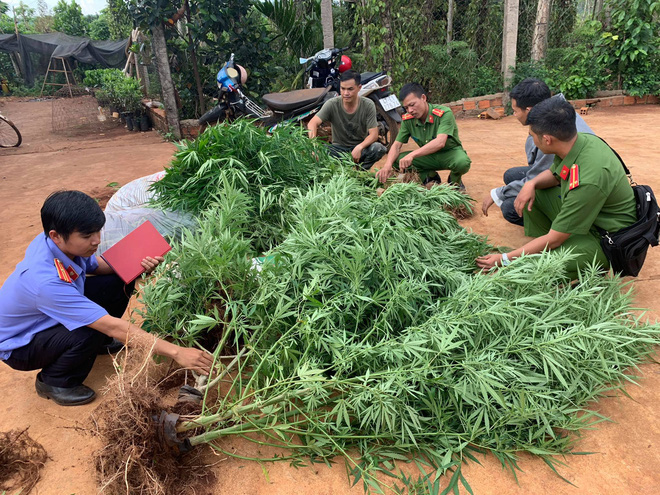 Hai anh em sinh đôi khai trồng hàng trăm cây cần sa trong rẫy cà phê để cho gà ăn - Ảnh 2.