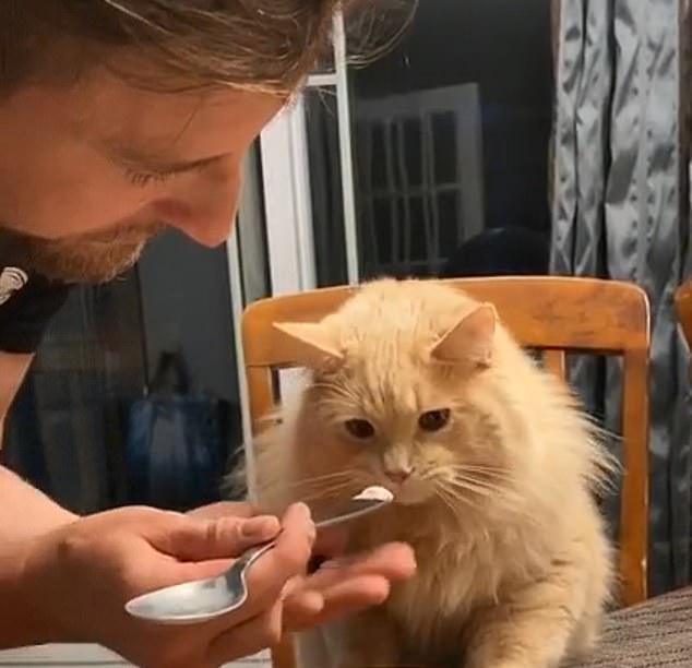 Mèo Xinh Lần Đầu Được Cho Ăn Kem Và Biểu Cảm 