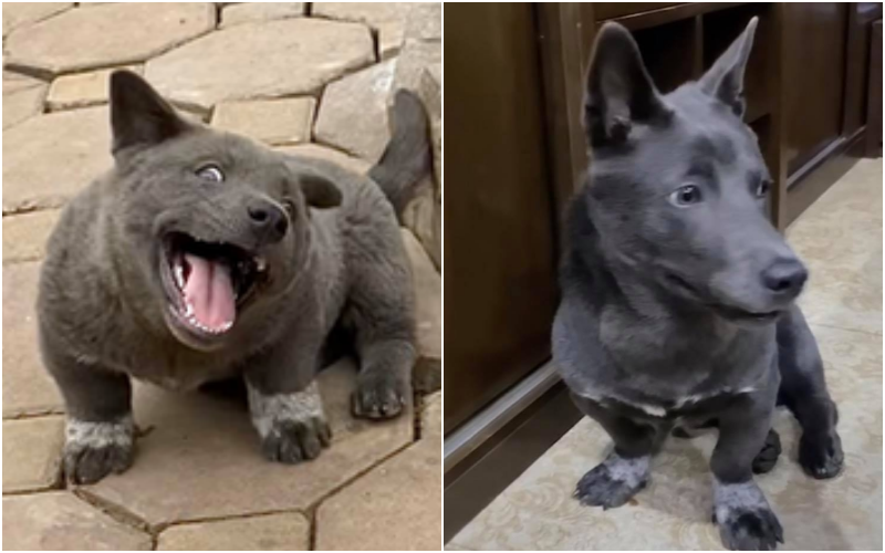 Hiện tượng mạng Nguyễn Văn Dúi dậy thì căng đét, không còn tròn trịa như xưa nữa rồi - Ảnh 1. Hiện tượng mạng Nguyễn Văn Dúi dậy thì căng đét, không còn tròn trịa như xưa nữa rồi - Ảnh 1.