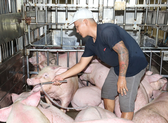 Bắt quả tang đối tượng bơm nước vào heo trước khi bán - Ảnh 2.