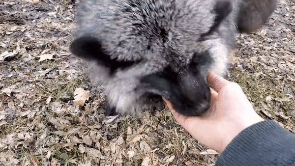 Những ch&uacute; c&aacute;o được giải cứu từ trang trại l&ocirc;ng th&uacute; l&agrave;m tan chảy tr&aacute;i tim người xem khi cười toe to&eacute;t, vẫy đu&ocirc;i mừng v&agrave; vui đ&ugrave;a như th&uacute; cưng - Ảnh 2.