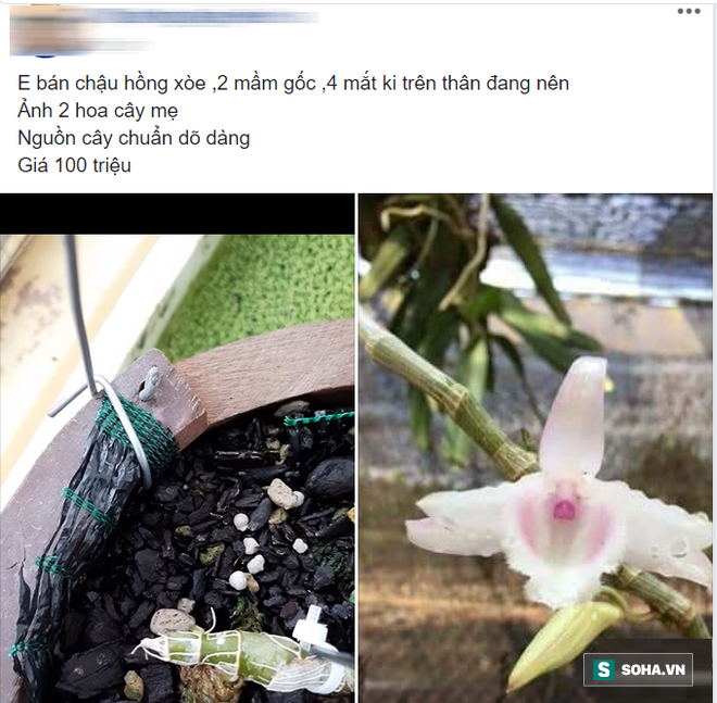 5 triệu đồng mua được 1 centimet, loại c&acirc;y n&agrave;y c&oacute; g&igrave; đặc biệt m&agrave; g&acirc;y sốt l&agrave;ng c&acirc;y cảnh? - Ảnh 3.