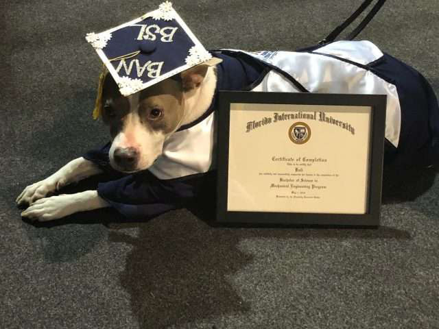 Đi học đều hơn cả sen, chú chó được trường đại học trao bằng cử nhân - Ảnh 3.