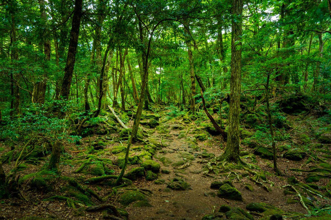 Aokigahara: Hãy tìm hiểu về khu rừng đầy bí ẩn của Nhật Bản - Aokigahara. Cái tên \