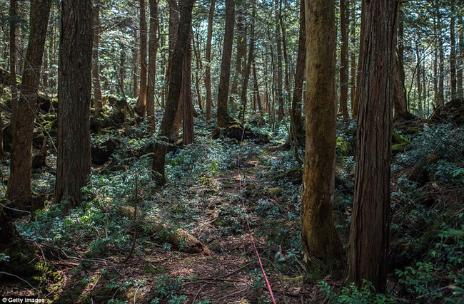 Khu rừng tự sát Aokigahara: Nơi tăm tối và im lặng tuyệt đối với những câu chuyện rùng rợn đầy ám ảnh - Ảnh 5.