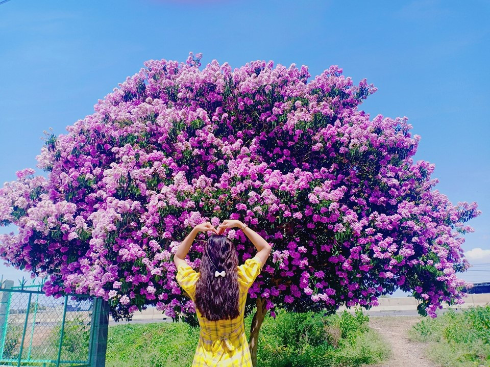 Cây cô đơn ở Bình Thuận nở hoa bằng lăng tím rợp trời, đầy mê mẩn