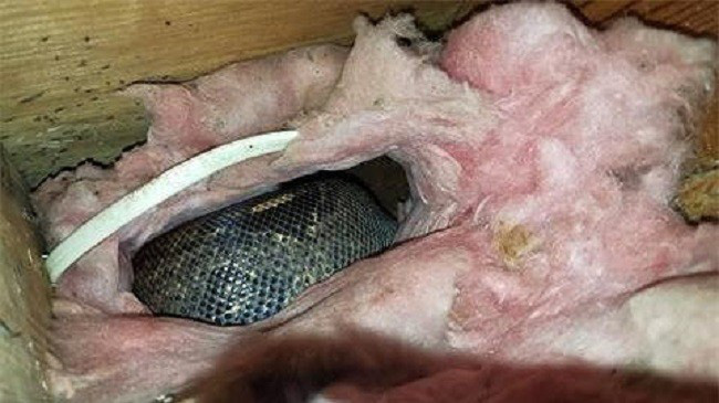 Nghe tiếng ồn trên tầng gác mái suốt 4 năm liền nhưng đinh ninh là chuột chạy, cặp vợ chồng tái xanh mặt khi phát hiện sự thật - Ảnh 5.