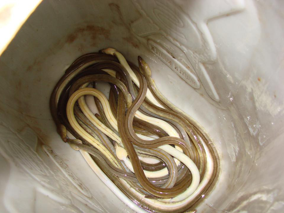 Món gỏi “cầu kỳ” nhất Việt Nam: Từ tên gọi, nguyên liệu đến cách thưởng thức đều phức tạp, có tiền chưa chắc ăn được - Ảnh 2. Món gỏi “cầu kỳ” nhất Việt Nam: Từ tên gọi, nguyên liệu đến cách thưởng thức đều phức tạp, có tiền chưa chắc ăn được - Ảnh 2.