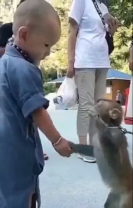 Khỉ con gây xúc động khi liên tục an ủi tiểu hòa thượng đeo lắc bạc vì lầm tưởng đó là xiềng xích giống trên cổ mình - Ảnh 2.