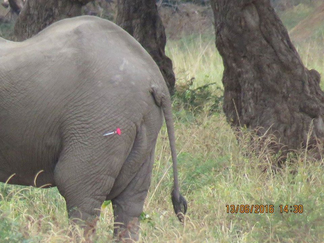 Kiểm tra lỗ thủng kỳ lạ trên đầu chú voi, bác sỹ thú y phát hiện sự thật đau buồn nhưng cũng bất ngờ vì cách hành xử của con vật - Ảnh 5.