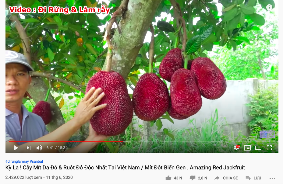 Thực hư về quả mít vỏ đỏ “độc nhất vô nhị” tại Việt Nam đang khiến cộng đồng mạng tranh cãi: Lẽ nào lại là chiêu trò “câu view”? - Ảnh 1.