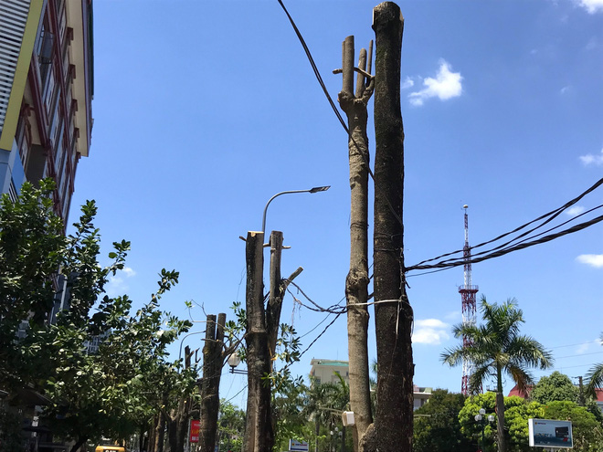 Hàng loạt cây xanh ở thành phố Vinh bị cắt trụi trong nắng nóng đỉnh điểm - Ảnh 12.