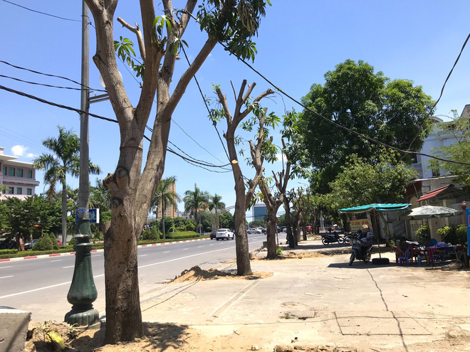 Hàng loạt cây xanh ở thành phố Vinh bị cắt trụi trong nắng nóng đỉnh điểm - Ảnh 7.