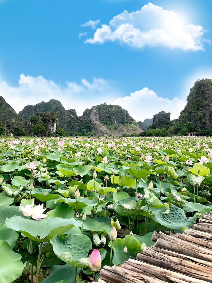 Đầm sen Ninh Bình nở rộ đẹp rực rỡ, hội chị em nhanh nhanh chuẩn ...