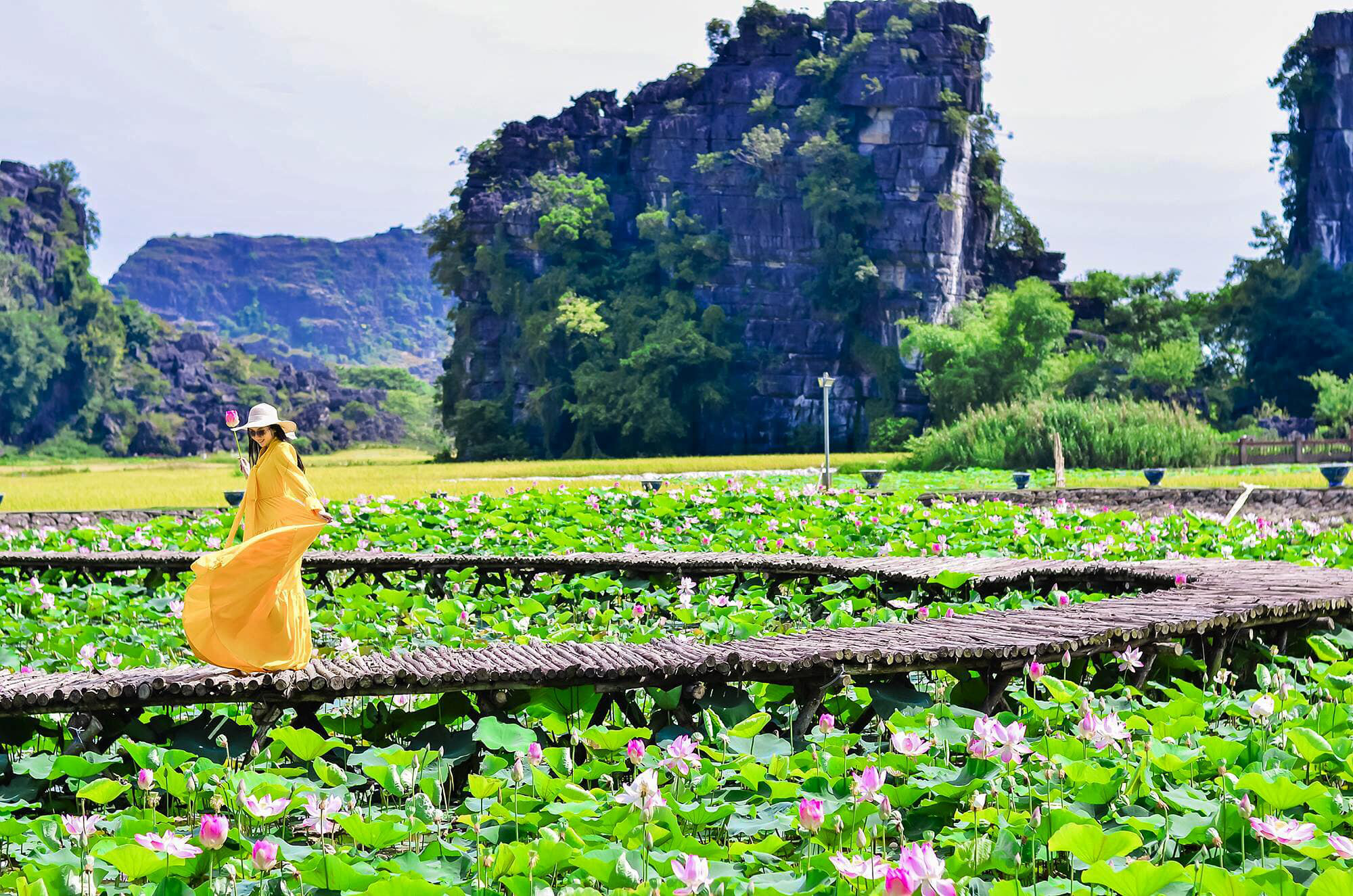 Đầm sen Ninh Bình nở rộ đẹp rực rỡ, hội chị em nhanh nhanh chuẩn bị váy áo xúng xính để chụp ảnh thôi nào - Ảnh 4. Đầm sen Ninh Bình nở rộ đẹp rực rỡ, hội chị em nhanh nhanh chuẩn bị váy áo xúng xính để chụp ảnh thôi nào - Ảnh 4.