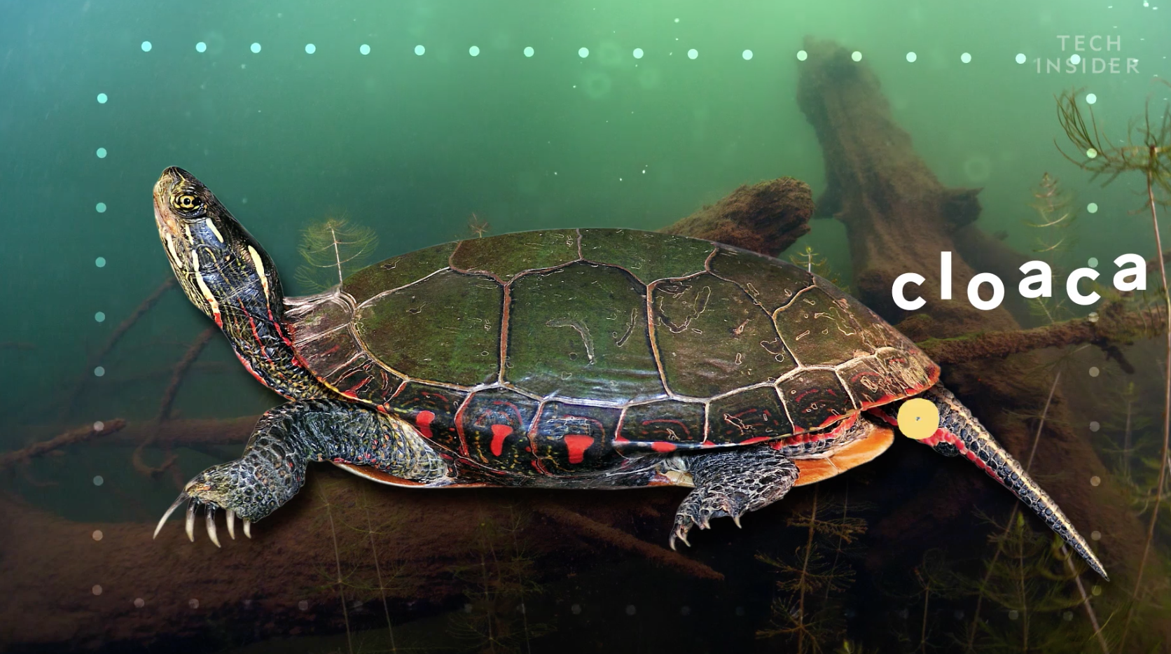 Đ&acirc;y l&agrave; những g&igrave; c&oacute; b&ecirc;n trong chiếc mai của một con r&ugrave;a, v&agrave; đảm bảo ch&uacute;ng sẽ khiến bạn h&aacute; mồm kinh ngạc - Ảnh 4.