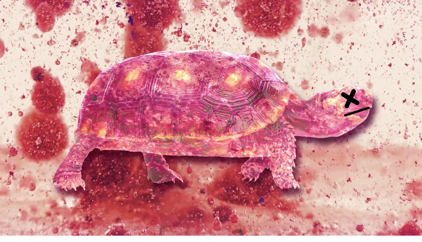 Đ&acirc;y l&agrave; những g&igrave; c&oacute; b&ecirc;n trong chiếc mai của một con r&ugrave;a, v&agrave; đảm bảo ch&uacute;ng sẽ khiến bạn h&aacute; mồm kinh ngạc - Ảnh 6.