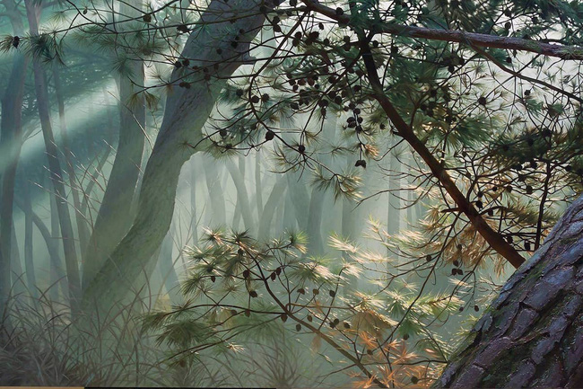 Hình ảnh cánh rừng xanh ngát xanh đem lại cảm giác yên bình khó tả nhưng ẩn chứa đằng sau đó là sự thật khó tin - Ảnh 10.