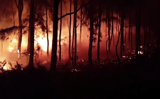 Dập tắt vụ cháy rừng thông kéo dài 2 ngày, lan qua nhiều xã ở Nghệ An - Ảnh 1.