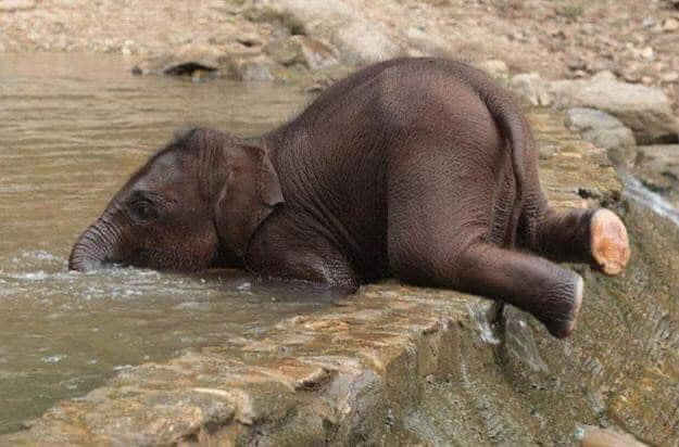 Voi uống nước bằng vòi thì ai cũng biết nhưng cách các bé voi sấp mặt thực hiện thao tác này sẽ khiến bạn phì cười - Ảnh 3.