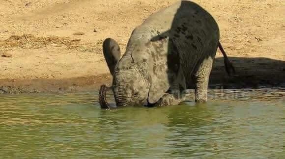Voi uống nước bằng vòi thì ai cũng biết nhưng cách các bé voi sấp mặt thực hiện thao tác này sẽ khiến bạn phì cười - Ảnh 5.