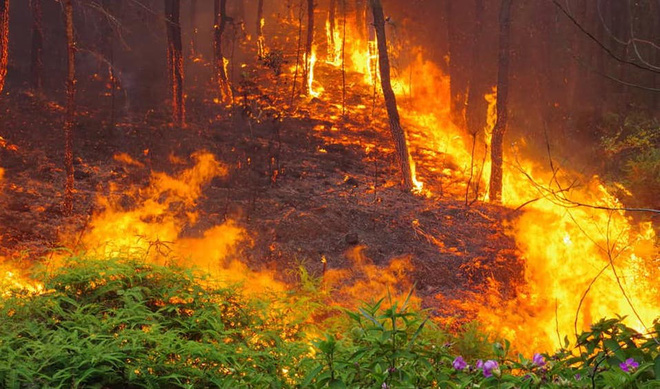 Dập tắt vụ cháy rừng thông kéo dài 2 ngày, lan qua nhiều xã ở Nghệ An - Ảnh 7.