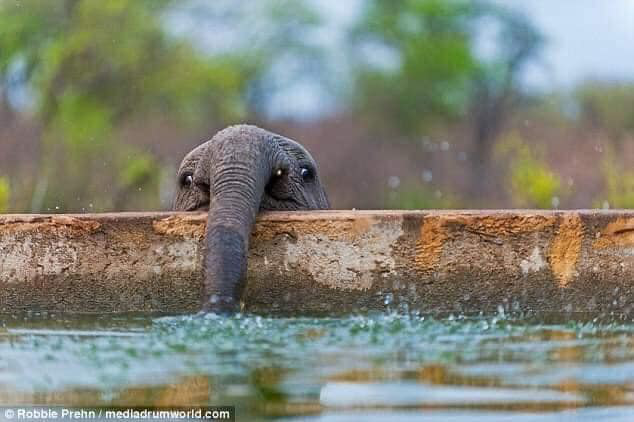 Voi uống nước bằng vòi thì ai cũng biết nhưng cách các bé voi sấp mặt thực hiện thao tác này sẽ khiến bạn phì cười - Ảnh 8.