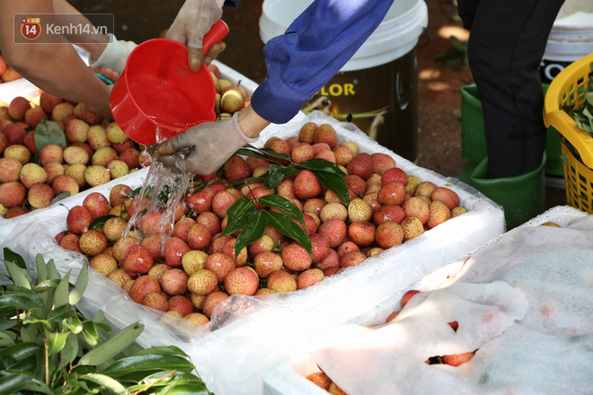 Mùa vải thiều Bắc Giang, kiếm bạc triệu mỗi ngày từ nghề “cửu vạn”: “Có những đợt tôi thức xuyên mấy ngày đêm bốc vác vải, cũng vì miếng cơm gia đình” - Ảnh 8.