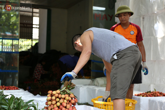 Mùa vải thiều Bắc Giang, kiếm bạc triệu mỗi ngày từ nghề “cửu vạn”: “Có những đợt tôi thức xuyên mấy ngày đêm bốc vác vải, cũng vì miếng cơm gia đình” - Ảnh 15.