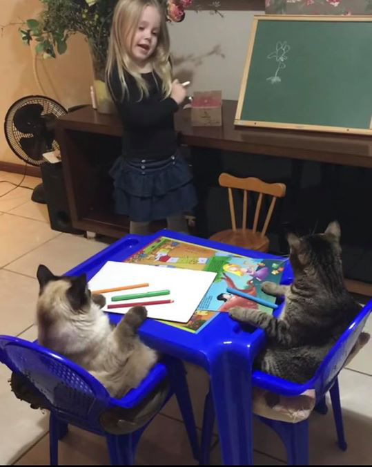 Qu&aacute; muốn l&agrave;m c&ocirc; gi&aacute;o, b&eacute; g&aacute;i l&ocirc;i hẳn hai ch&uacute; m&egrave;o ra dạy học, th&aacute;i độ của boss g&acirc;y ch&uacute; &yacute; - Ảnh 2.