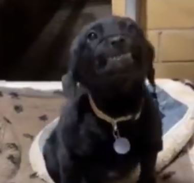 Nhe răng cười toe toét mỗi lần có người đến nhận nuôi, chú chó ở trạm cứu hộ động vật khiến trái tim cộng đồng mạng tan chảy - Ảnh 2.