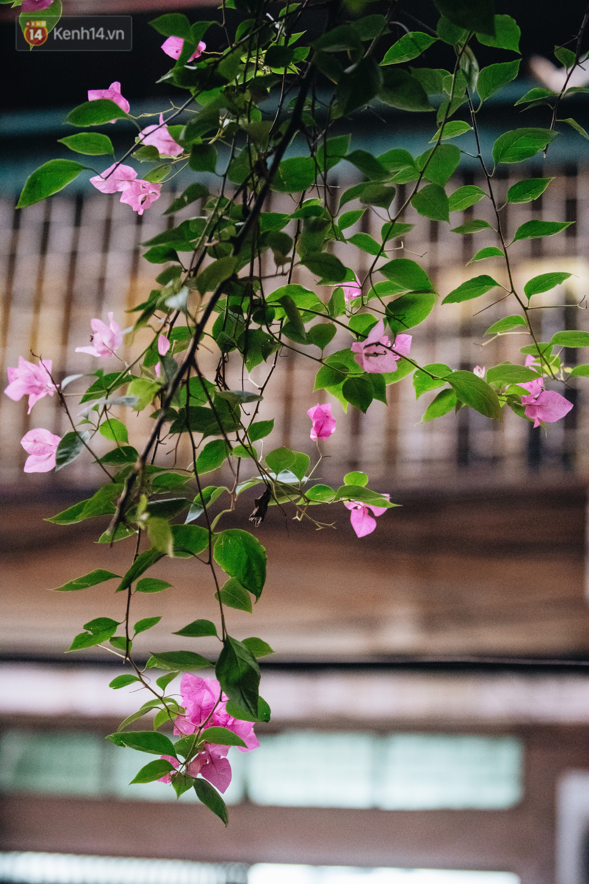 Hoa Giấy Mỹ Mini  Đẹp Bền Siêng Bông tại Đà Nẵng 1