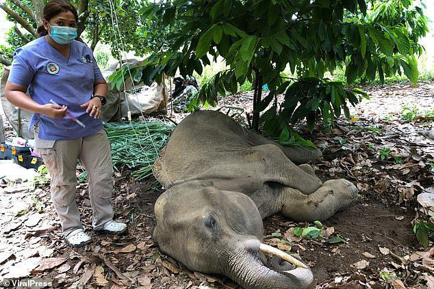 Đã bắt giữ được nghi phạm trong vụ voi mẹ mang thai chết tức tưởi vì ăn phải dứa nhồi pháo nổ - Ảnh 3.