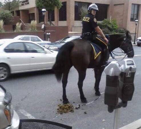 Dọn phân ngựa: Cơn ác mộng gây ám ảnh mọi đội kỵ binh cảnh sát trên toàn thế giới - Ảnh 1.