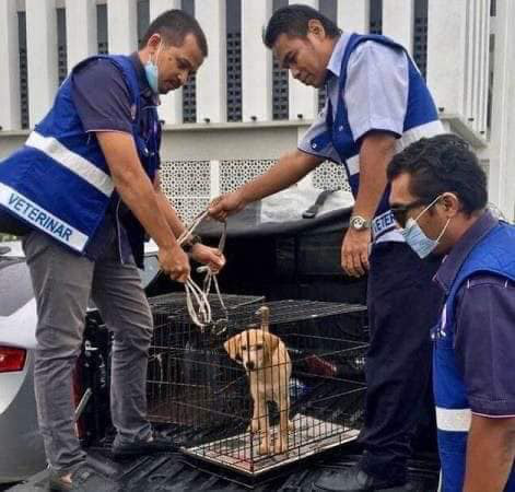 Phẫn nộ cảnh tượng người đàn ông độc ác kéo lê chú chó con trên đường cùng bản án trăm triệu làm nức lòng dân mạng - Ảnh 2.