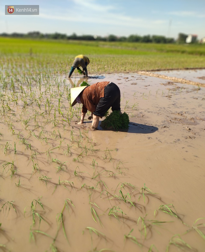 Cụ bà gần 90 tuổi ở Hà Nội hàng ngày đi cấy, đan lưới làm thú vui tao nhã: “Các cháu chưa chắc đã khoẻ bằng tôi” - Ảnh 7.