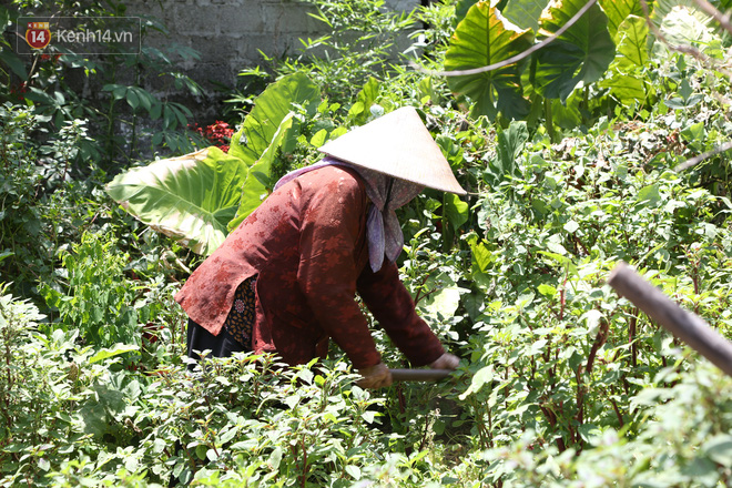 Cụ bà gần 90 tuổi ở Hà Nội hàng ngày đi cấy, đan lưới làm thú vui tao nhã: “Các cháu chưa chắc đã khoẻ bằng tôi” - Ảnh 2.