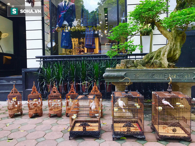 Độc nhất tại Việt Nam: 72 con chim quý tộc trị giá 10 tỷ đồng, có 2 bảo mẫu riêng chăm sóc - Ảnh 4.