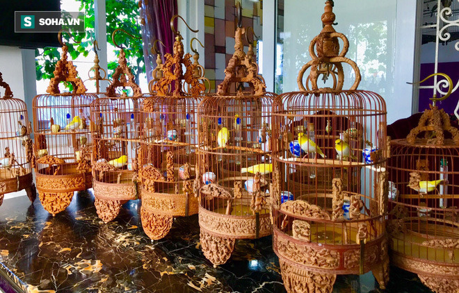 Độc nhất tại Việt Nam: 72 con chim quý tộc trị giá 10 tỷ đồng, có 2 bảo mẫu riêng chăm sóc - Ảnh 6.