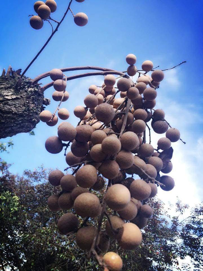 Cây nhãn không cành lá lại mọc ra một chùm quả sai trĩu gây tranh cãi - Ảnh 2.