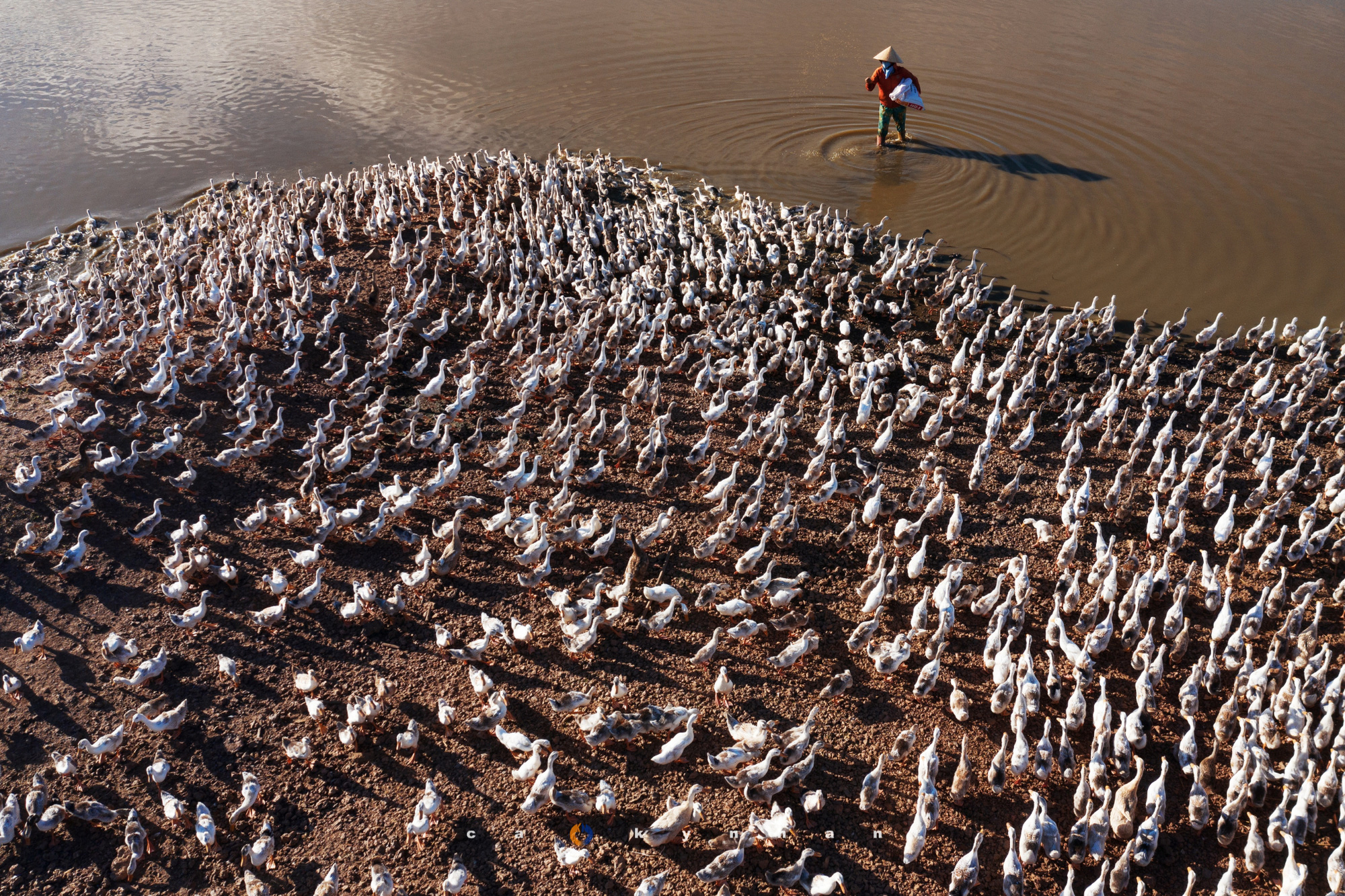Hay l&agrave; m&igrave;nh về qu&ecirc; chăn vịt - bộ ảnh chụp từ tr&ecirc;n kh&ocirc;ng đ&agrave;n vịt v&agrave;i ngh&igrave;n con của ch&agrave;ng nhiếp ảnh trẻ g&acirc;y ấn tượng mạnh - Ảnh 1.