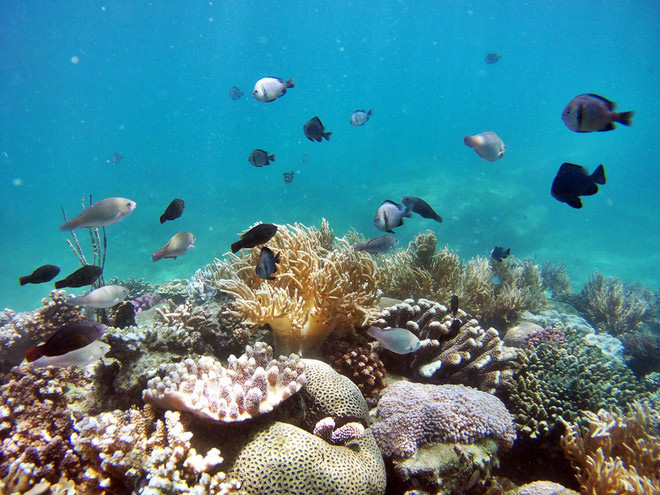 Nghe nói vịnh san hô ở Nha Trang đẹp lắm, mà nay chỉ cần chưa đến 1 triệu  đồng/người là có thể tản bộ thảnh thơi ngắm đáy đại dương kỳ bí