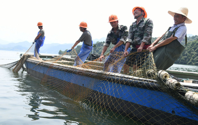 Trung Quốc: Đập thủy điện xả lũ, bội thu 25.000kg cá mè hoa - Ảnh 4.