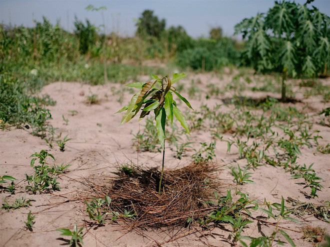 Ecosia - Công cụ tìm kiếm phủ xanh Trái Đất vừa trồng thành công cây thứ 100 triệu - Ảnh 1.