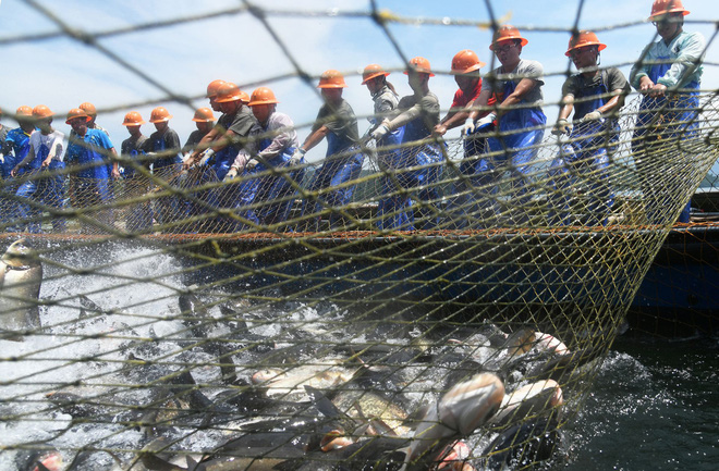 Trung Quốc: Đập thủy điện xả lũ, bội thu 25.000kg cá mè hoa - Ảnh 6.