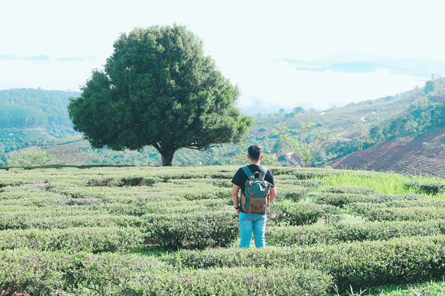 Dân tình đổ xô check-in cây thông mập ú nhất Đà Lạt, chơi vơi giữa mây trời thơ mộng biết bao, nghe đồn khi đi lẻ bóng khi về có đôi! - Ảnh 6.