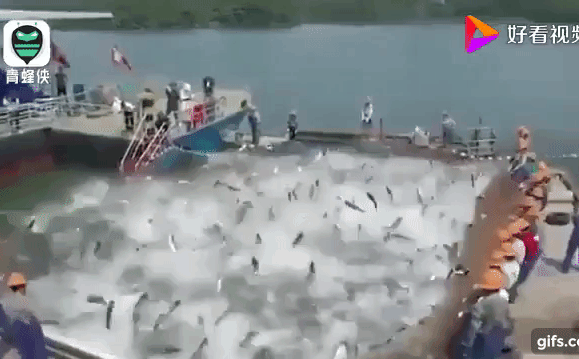 Trung Quốc: Đập thủy điện xả lũ, bội thu 25.000kg cá mè hoa - Ảnh 1.