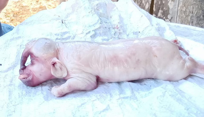 Người dân kéo nhau đến xem con lợn lạ một mắt, có lông mày và vòi như con voi - Ảnh 3.