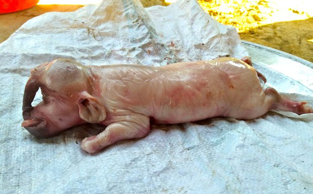 Người dân kéo nhau đến xem con lợn lạ một mắt, có lông mày và vòi như con voi - Ảnh 1.